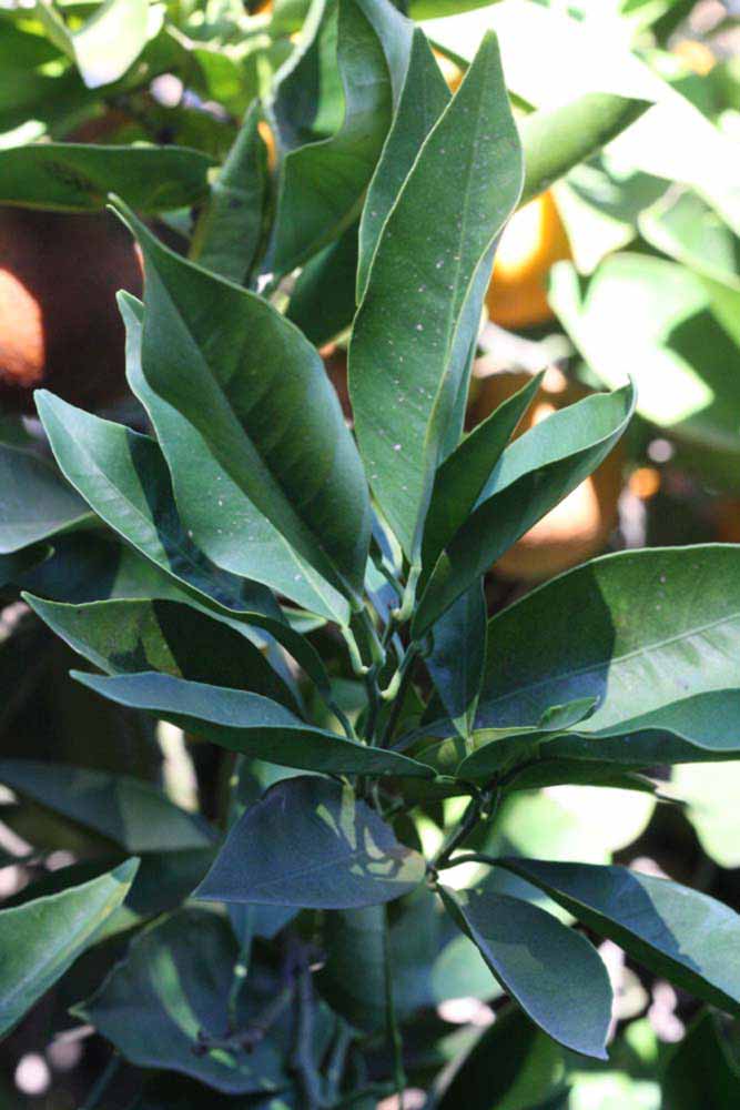            Sun leaves (Riverside, CA)   